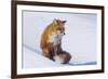 Red Fox (Vulpes Vulpes) Adult Rests on a Snow Bank, ANWR, Alaska, USA-Steve Kazlowski-Framed Photographic Print