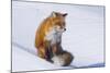 Red Fox (Vulpes Vulpes) Adult Rests on a Snow Bank, ANWR, Alaska, USA-Steve Kazlowski-Mounted Photographic Print