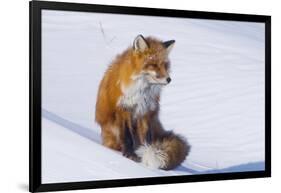 Red Fox (Vulpes Vulpes) Adult Rests on a Snow Bank, ANWR, Alaska, USA-Steve Kazlowski-Framed Photographic Print