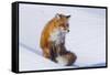 Red Fox (Vulpes Vulpes) Adult Rests on a Snow Bank, ANWR, Alaska, USA-Steve Kazlowski-Framed Stretched Canvas