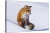 Red Fox (Vulpes Vulpes) Adult Rests on a Snow Bank, ANWR, Alaska, USA-Steve Kazlowski-Stretched Canvas