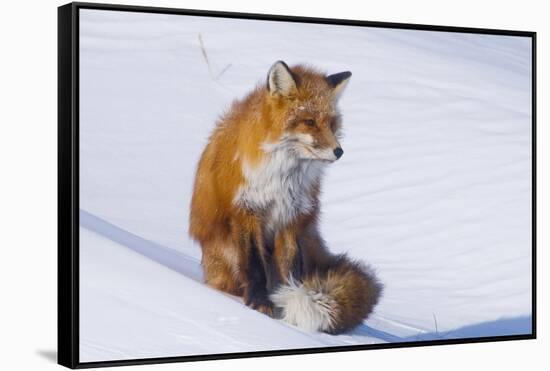 Red Fox (Vulpes Vulpes) Adult Rests on a Snow Bank, ANWR, Alaska, USA-Steve Kazlowski-Framed Stretched Canvas