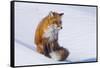 Red Fox (Vulpes Vulpes) Adult Rests on a Snow Bank, ANWR, Alaska, USA-Steve Kazlowski-Framed Stretched Canvas