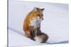 Red Fox (Vulpes Vulpes) Adult Rests on a Snow Bank, ANWR, Alaska, USA-Steve Kazlowski-Stretched Canvas