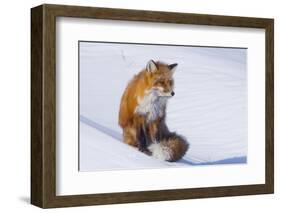 Red Fox (Vulpes Vulpes) Adult Rests on a Snow Bank, ANWR, Alaska, USA-Steve Kazlowski-Framed Photographic Print