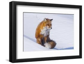 Red Fox (Vulpes Vulpes) Adult Rests on a Snow Bank, ANWR, Alaska, USA-Steve Kazlowski-Framed Photographic Print