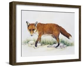 Red Fox (Vulpes Vulpes), Canidae, Drawing-null-Framed Giclee Print