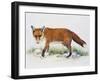 Red Fox (Vulpes Vulpes), Canidae, Drawing-null-Framed Giclee Print