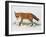 Red Fox (Vulpes Vulpes), Canidae, Drawing-null-Framed Giclee Print