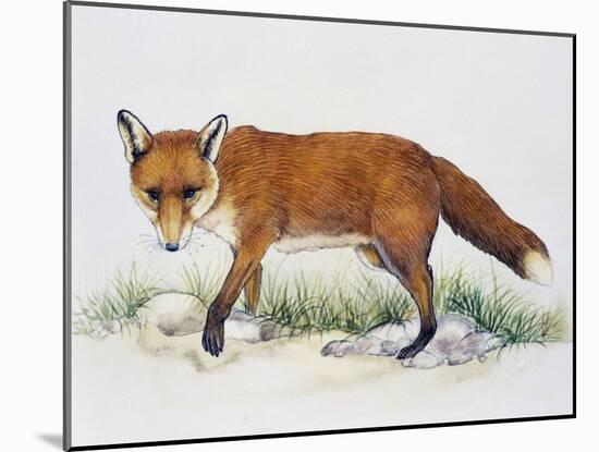 Red Fox (Vulpes Vulpes), Canidae, Drawing-null-Mounted Giclee Print