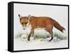 Red Fox (Vulpes Vulpes), Canidae, Drawing-null-Framed Stretched Canvas