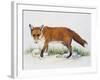 Red Fox (Vulpes Vulpes), Canidae, Drawing-null-Framed Giclee Print