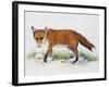 Red Fox (Vulpes Vulpes), Canidae, Drawing-null-Framed Giclee Print