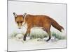 Red Fox (Vulpes Vulpes), Canidae, Drawing-null-Mounted Giclee Print