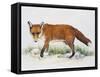Red Fox (Vulpes Vulpes), Canidae, Drawing-null-Framed Stretched Canvas