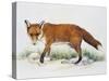 Red Fox (Vulpes Vulpes), Canidae, Drawing-null-Stretched Canvas