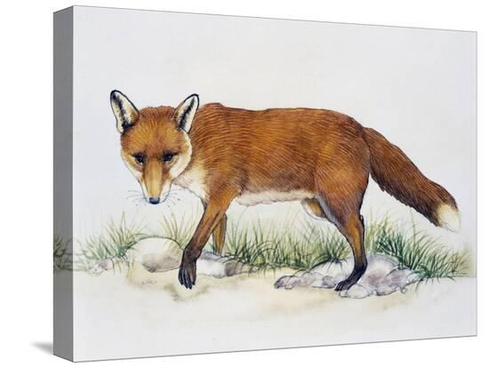 Stretched Canvas Print, , large