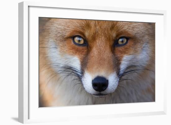 Red Fox (Vulpes Vulpes) Captive Portrait-Edwin Giesbers-Framed Photographic Print