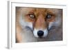 Red Fox (Vulpes Vulpes) Captive Portrait-Edwin Giesbers-Framed Photographic Print