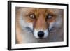 Red Fox (Vulpes Vulpes) Captive Portrait-Edwin Giesbers-Framed Photographic Print