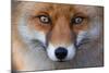 Red Fox (Vulpes Vulpes) Captive Portrait-Edwin Giesbers-Mounted Photographic Print