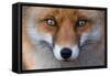 Red Fox (Vulpes Vulpes) Captive Portrait-Edwin Giesbers-Framed Stretched Canvas