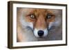 Red Fox (Vulpes Vulpes) Captive Portrait-Edwin Giesbers-Framed Photographic Print