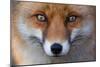 Red Fox (Vulpes Vulpes) Captive Portrait-Edwin Giesbers-Mounted Photographic Print