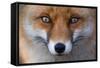 Red Fox (Vulpes Vulpes) Captive Portrait-Edwin Giesbers-Framed Stretched Canvas