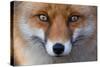 Red Fox (Vulpes Vulpes) Captive Portrait-Edwin Giesbers-Stretched Canvas