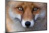 Red Fox (Vulpes Vulpes) Captive Portrait-Edwin Giesbers-Mounted Photographic Print