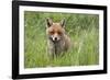 Red Fox (Vulpes Vulpes) Captive, United Kingdom, Europe-Ann and Steve Toon-Framed Photographic Print