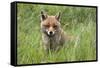 Red Fox (Vulpes Vulpes) Captive, United Kingdom, Europe-Ann and Steve Toon-Framed Stretched Canvas