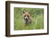 Red Fox (Vulpes Vulpes) Captive, United Kingdom, Europe-Ann and Steve Toon-Framed Photographic Print