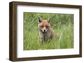 Red Fox (Vulpes Vulpes) Captive, United Kingdom, Europe-Ann and Steve Toon-Framed Photographic Print