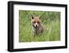 Red Fox (Vulpes Vulpes) Captive, United Kingdom, Europe-Ann and Steve Toon-Framed Photographic Print