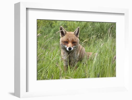 Red Fox (Vulpes Vulpes) Captive, United Kingdom, Europe-Ann and Steve Toon-Framed Photographic Print