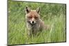 Red Fox (Vulpes Vulpes) Captive, United Kingdom, Europe-Ann and Steve Toon-Mounted Photographic Print