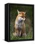 Red Fox, Vulpes Vulpes, Captive, United Kingdom-Steve & Ann Toon-Framed Stretched Canvas