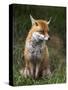 Red Fox, Vulpes Vulpes, Captive, United Kingdom-Steve & Ann Toon-Stretched Canvas