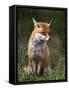 Red Fox, Vulpes Vulpes, Captive, United Kingdom-Steve & Ann Toon-Framed Stretched Canvas