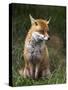 Red Fox, Vulpes Vulpes, Captive, United Kingdom-Steve & Ann Toon-Stretched Canvas