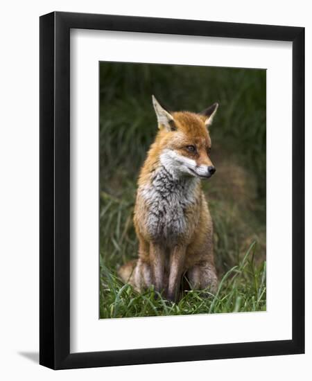 Red Fox, Vulpes Vulpes, Captive, United Kingdom-Steve & Ann Toon-Framed Photographic Print