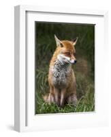 Red Fox, Vulpes Vulpes, Captive, United Kingdom-Steve & Ann Toon-Framed Photographic Print