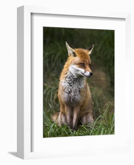 Red Fox, Vulpes Vulpes, Captive, United Kingdom-Steve & Ann Toon-Framed Photographic Print