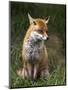 Red Fox, Vulpes Vulpes, Captive, United Kingdom-Steve & Ann Toon-Mounted Photographic Print