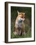 Red Fox, Vulpes Vulpes, Captive, United Kingdom-Steve & Ann Toon-Framed Photographic Print