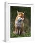 Red Fox, Vulpes Vulpes, Captive, United Kingdom-Steve & Ann Toon-Framed Photographic Print