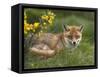 Red Fox, Vulpes Vulpes, Captive, United Kingdom-Steve & Ann Toon-Framed Stretched Canvas