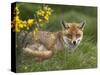 Red Fox, Vulpes Vulpes, Captive, United Kingdom-Steve & Ann Toon-Stretched Canvas